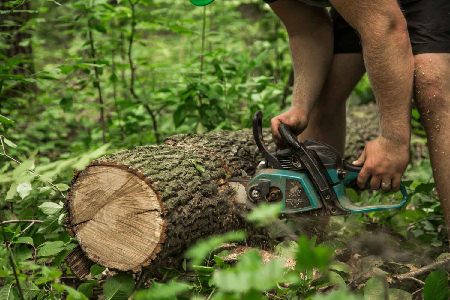 Best Tree Trimming Near Me  in West Vero Corridor, FL